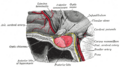 Base of the brain showing the pituitary gland