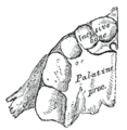 Maxilla inferior view