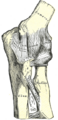 The right humerus. Anterior view.