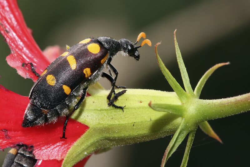 File:Hycleus lugens, Meloidae.jpg