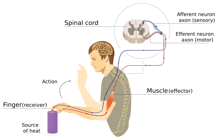 File:Imgnotraçat arc reflex eng.svg