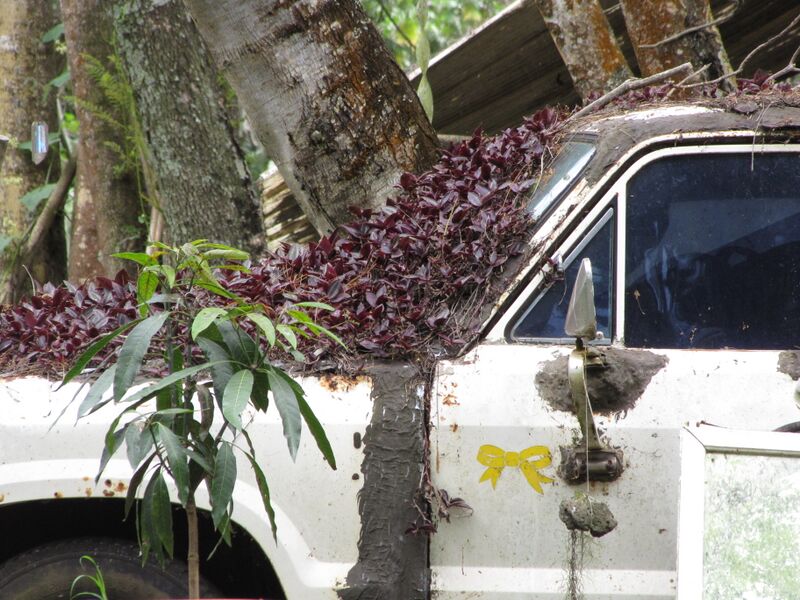 File:Starr-110601-6050-Tradescantia zebrina-engulfing truck-Keokea-Maui (24465922124).jpg
