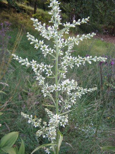 File:Veratrum album Aubrac.JPG