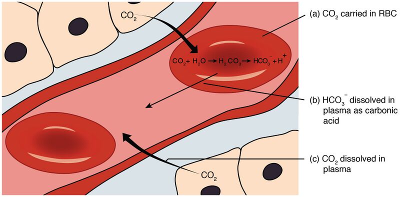 File:2325 Carbon Dioxide Transport.jpg