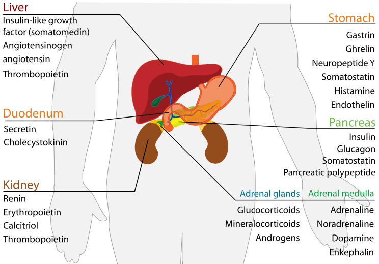 File:Endocrine Alimentary system en.svg