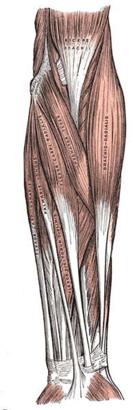 File:Gray414.png