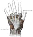 Anatomical illustration of the palmar aponeurosis
