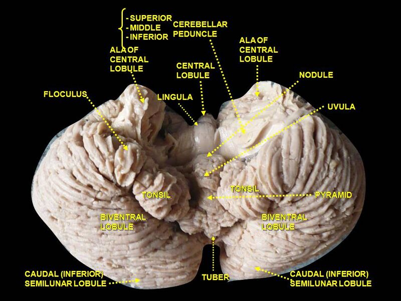 File:Slide3EER.JPG