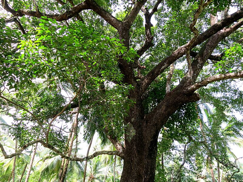 File:Spanish cherry.jpg