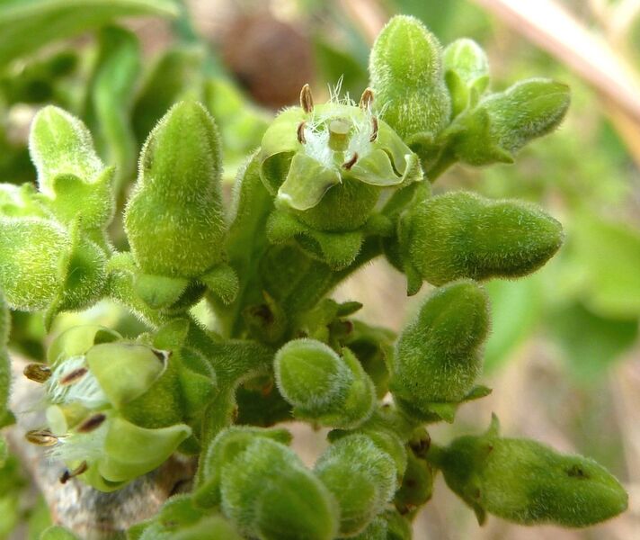 File:Vangueria infausta, blomme, Schanskop, b.jpg