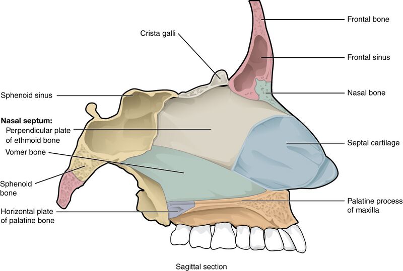 File:714 Bone of Nasal Cavity.jpg