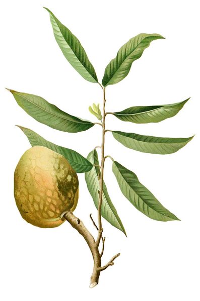File:Annona reticulata Blanco1.197-cropped.jpg