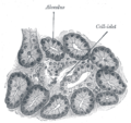 Pancreatic islets