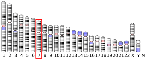 File:Ideogram human chromosome 7.svg