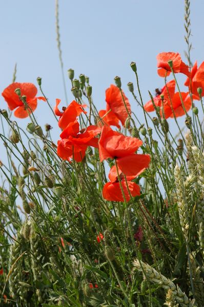 File:2010-06-29 (28) Papaver rhoeas.jpg