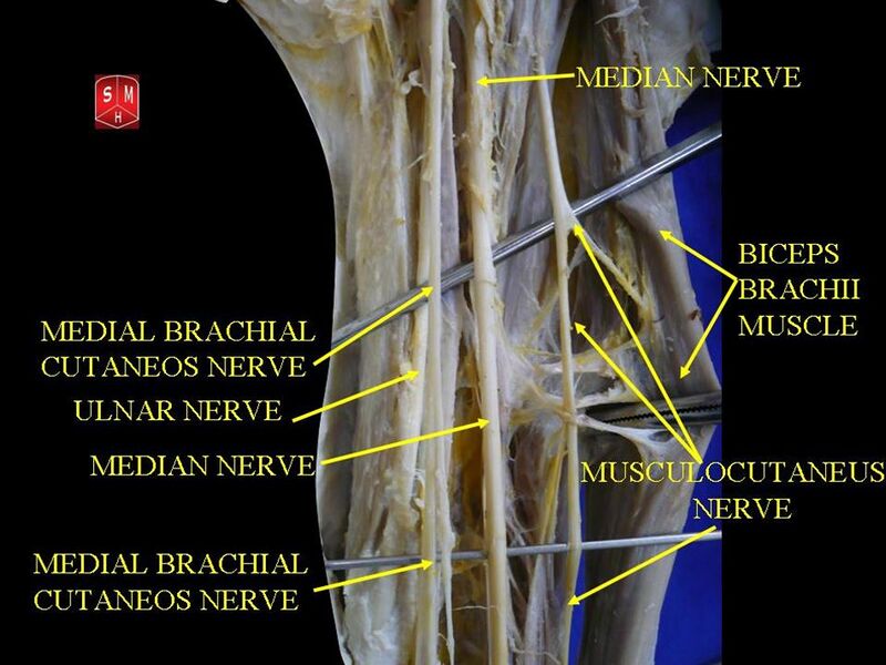 File:Brachial region.jpg