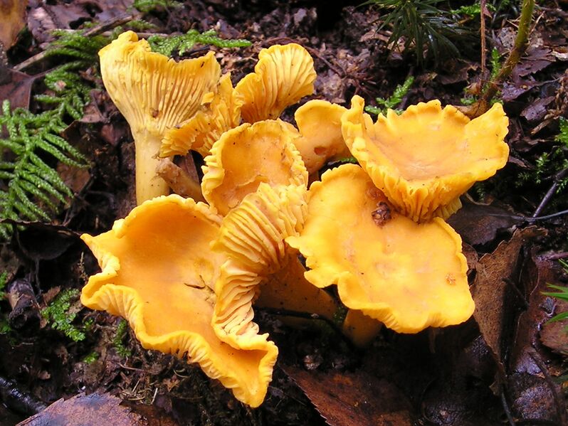 File:Chanterelle Cantharellus cibarius.jpg