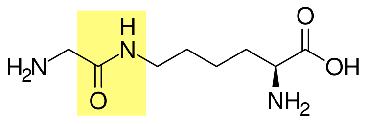 File:Glycine lysine isopeptide v2.svg