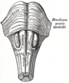 Gray's Anatomy illustration of the pons