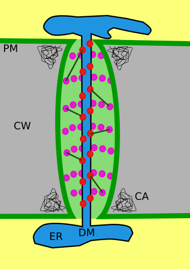 File:Plasmodesmata structure.svg