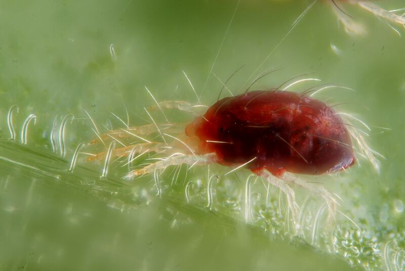 File:Tetranychus urticae with silk threads.jpg
