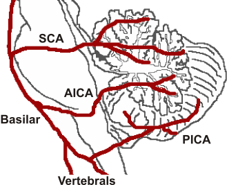File:CerebellumArteries.svg
