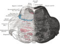 Gray's Anatomy illustration of the brainstem