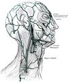 Gray's Anatomy of the Human Body 1918 - Figure 557