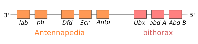 File:Homeotic selector gene complexes.svg