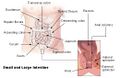 Ascending_colon