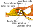 Inner ear