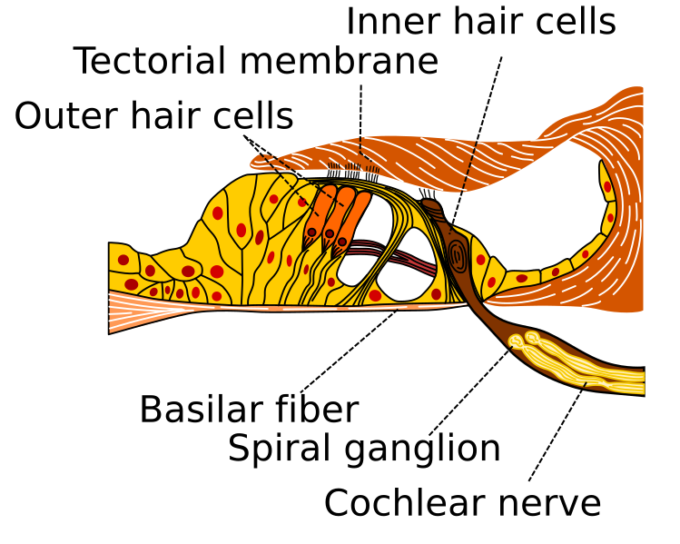 File:Organ of corti.svg