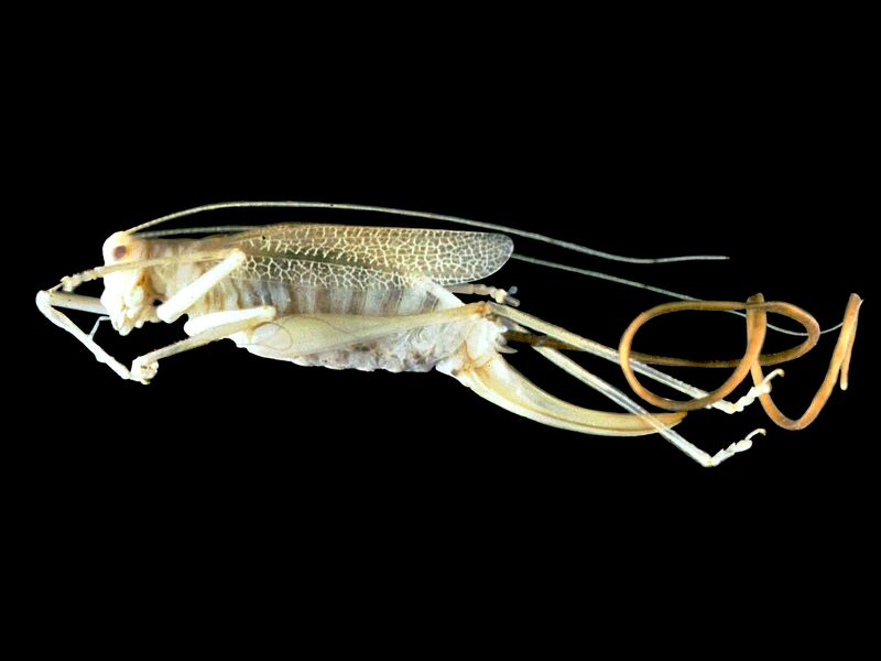 File:Spinochordodes in Meconema.jpg