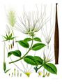 Strophanthus