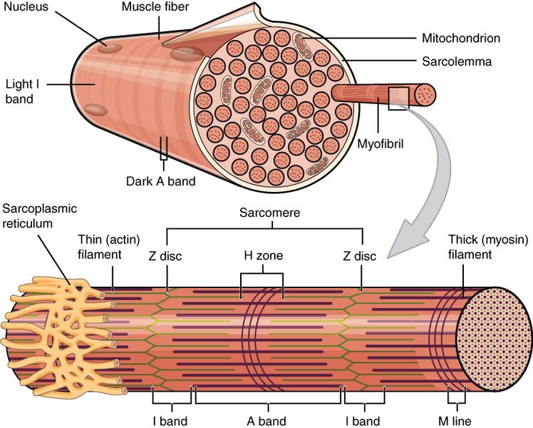 File:1022 Muscle Fibers (small).jpg