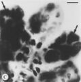 Thumbnail for version as of 03:21, 5 June 2026