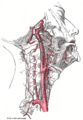 Hyoglossus