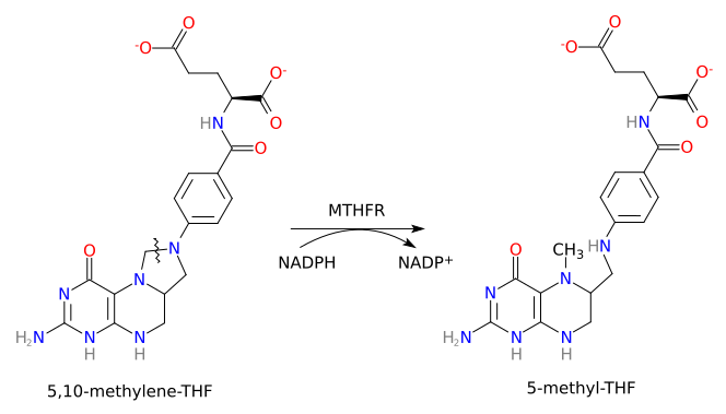 File:MTHFR reaction.svg