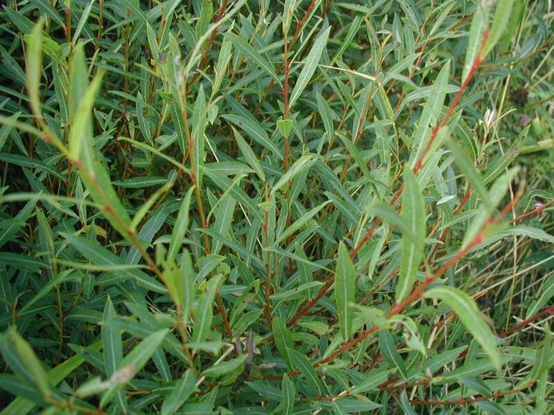 File:Salix-purpurea-leaves.JPG