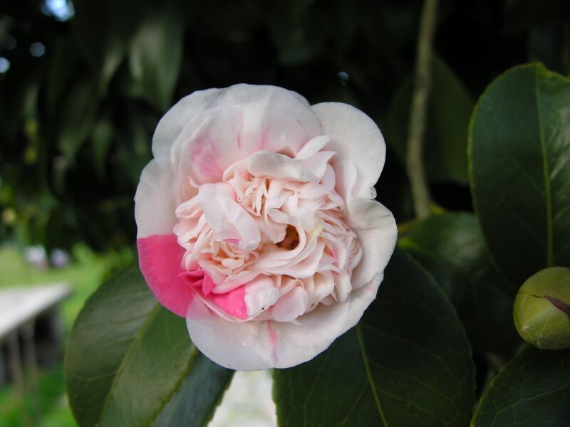 File:02 Camelia.jpg