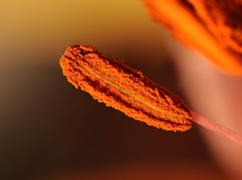 File:2012-01-04 17-57-36-lys.jpg