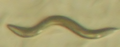 C. elegans wild type with nhr-80 RNAi