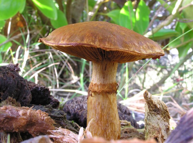 File:Gymnopilus junonius-02.jpg