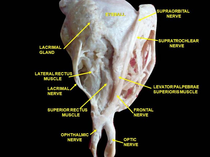 File:Slide6abab.JPG