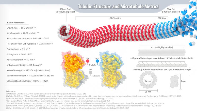 File:Tubulin Infographic.jpg