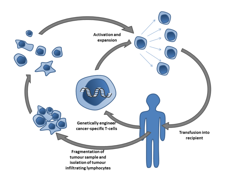 File:Adoptive T-cell therapy.png