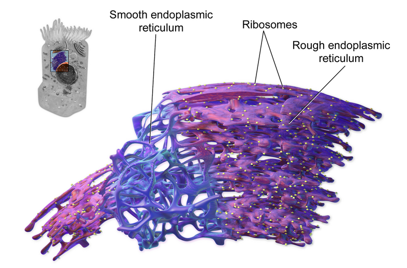 File:Blausen 0350 EndoplasmicReticulum.png
