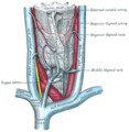 Anatomy of the subclavian vein