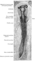 Muscle Anatomy