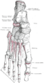 Muscles of the leg